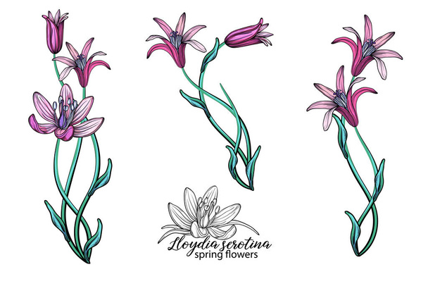 vector set of delicate spring flowers. Flowers. Spring flowers. - Vector, Imagen