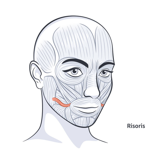 女性の顔の筋肉の詳細な顔の解剖学的ベクターイラスト - ベクター画像