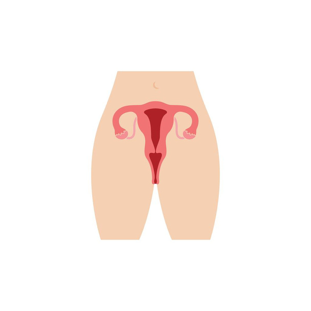 šablona návrhu vektorové ilustrace ženské reprodukční ikony - Vektor, obrázek
