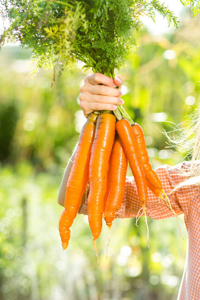 Bunch of carrots in woman hand - Фото, зображення