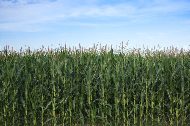Rostliny kukuřice na poli pod modrou oblohou. Zemědělská krajina. - Fotografie, Obrázek