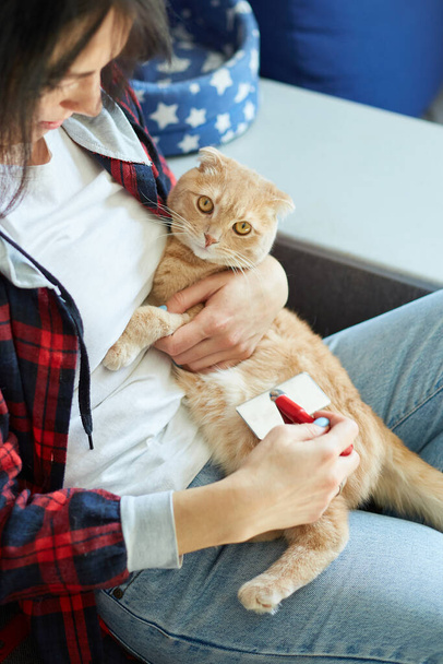 Femme tenir le chat roux britannique et peigne sa fourrure, femelle prend soin de l'animal domestique à la maison avec la lumière du jour. - Photo, image