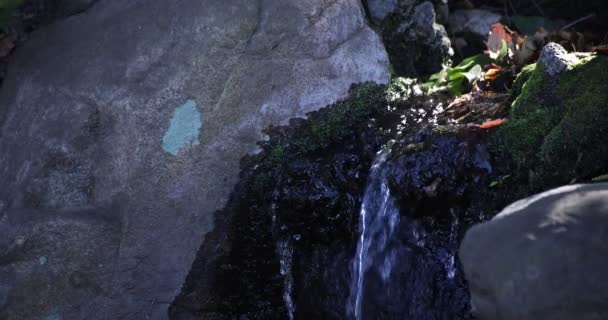 昼間の森の中のゆっくりとした滝の動き - 映像、動画