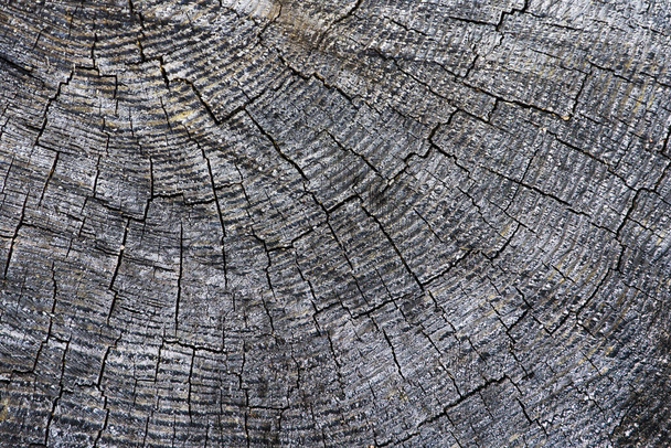 primo piano della corteccia d'albero testurizzata - Foto, immagini