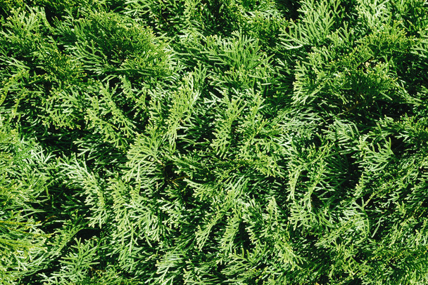 Textur des grünen Grases, Hintergrund, Nahaufnahme - Foto, Bild