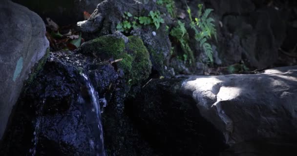 Zpomalený pohyb vody padá ve dne v lese - Záběry, video