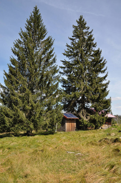 Verlorener Schachten with wooden hut and Carex brizoides - Photo, Image