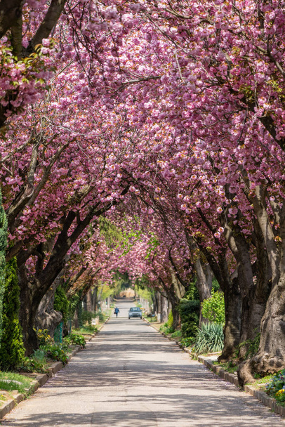 Дорога с величественно цветущими большими вишневыми деревьями - Фото, изображение