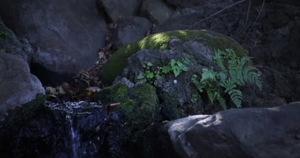 Un rallentamento della caduta dell'acqua nella foresta diurna - Filmati, video