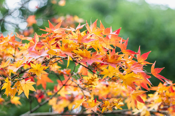 Japonya 'da kırmızı, sarı ve turuncu akçaağaç yaprakları yeşil arka planda. - Fotoğraf, Görsel