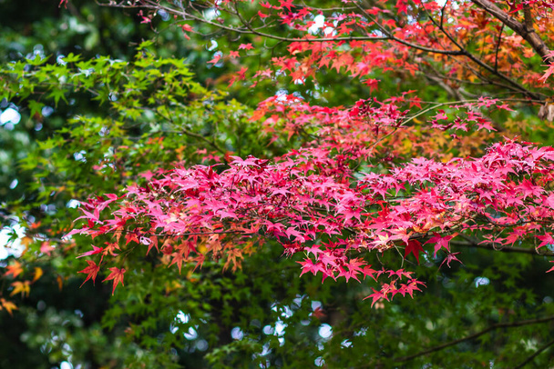 Czerwony klon liście na zielonych liściach rozmyte tło w Japonii. - Zdjęcie, obraz