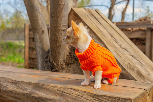 Цуценя чіхуахуа в помаранчевому светрі. Білий портрет собаки у весняному парку. Пес чіхуахуа. - Фото, зображення