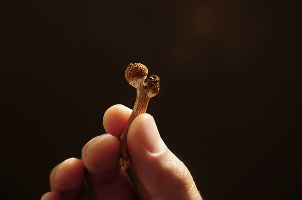 Psilocybin mushrooms in man's hand on black background. Psychedelic magic Golden Teacher mushrooms. Medical usage. Microdosing concept. - Photo, Image