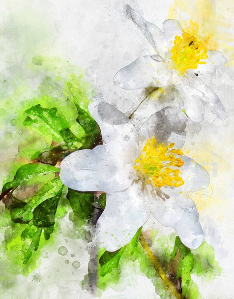Watercolour painting of white wood anemone flower. also known as thimbleweed and helmet flower. - Photo, Image