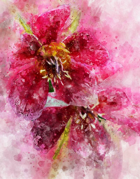 Pintura acuarela de flor de hellebores rojos. También conocida como rosa cuaresmal y rosa navideña. - Foto, Imagen