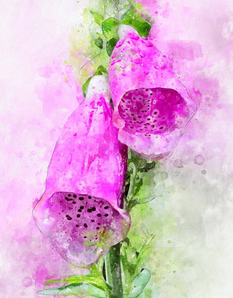 Aquarellmalerei von Fingerhut (Digitalis purpurea)) - Foto, Bild