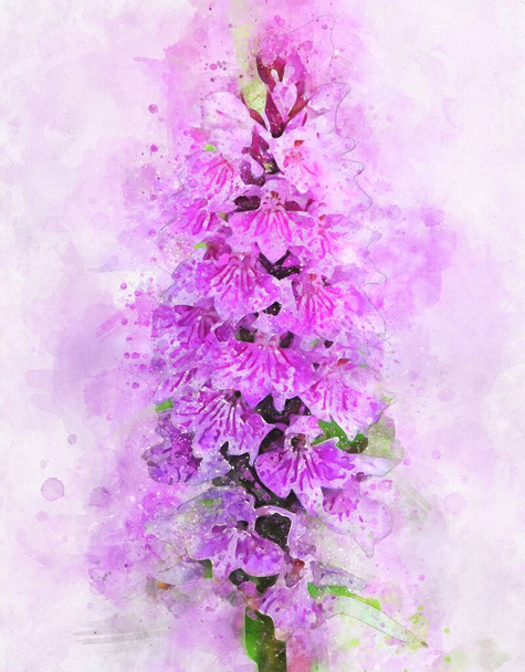 Акварельний живопис рожевої орхідеї (Dactylorhiza Majalis
) - Фото, зображення