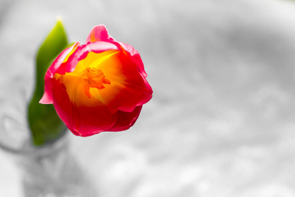Un hermoso tulipán rojo con un centro amarillo sobre un fondo gris de cerca. Marco horizontal con lugar para texto. - Foto, imagen