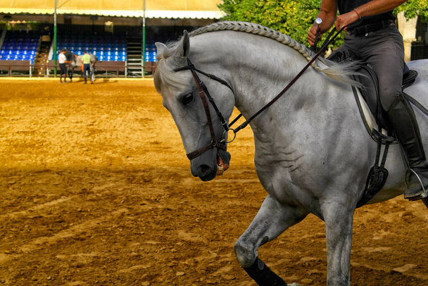 Details van een Andalusisch paard galopperend in Cordoba, Spanje - Foto, afbeelding