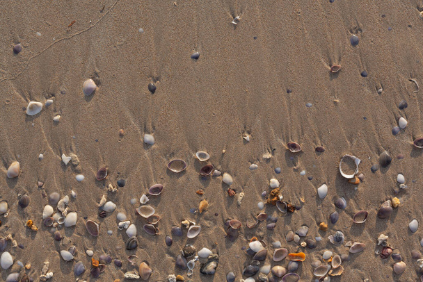 морська черепашка на піску на пляжі
 - Фото, зображення