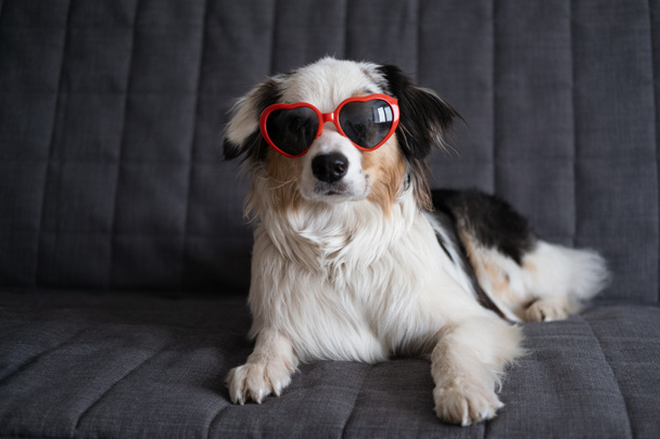 面白いオーストラリアの羊飼いの犬の心の眼鏡をソファの上に横たわる。バレンタインデー - 写真・画像