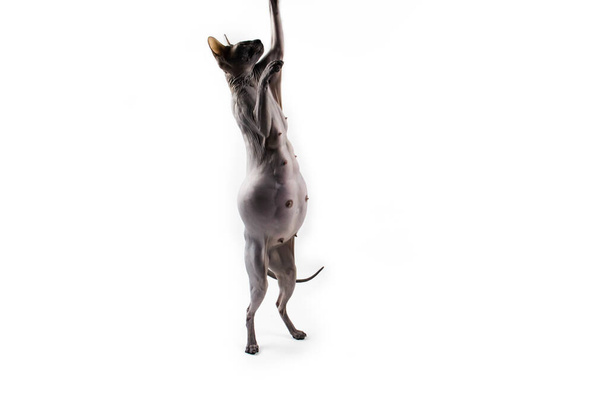 Sphynx pregnant cat. Beautiful gray hairless sphynx cat stand on two paws and try catch something. - 写真・画像
