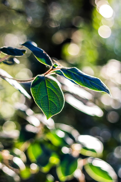 Gros plan sur les nervures des feuilles vertes éclairées par le soleil en forêt (Occitanie, France) - Photo, image