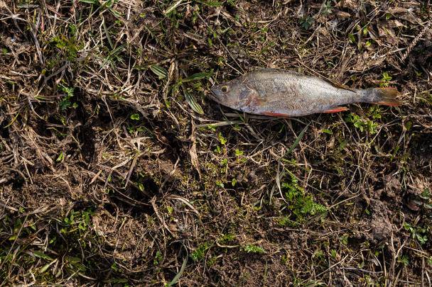 Il pesce viene lasciato cadere a terra, è un posatoio che si erge sull'erba appena germogliata e si asciuga al sole. - Foto, immagini