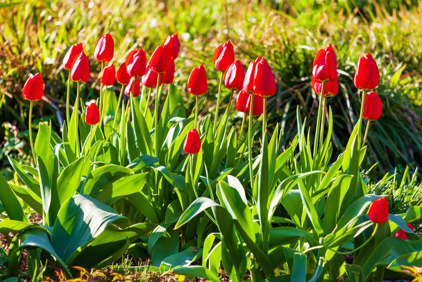 Rote Tulpen die im Sonnenlicht im Garten im  Fruehling  - Фото, зображення
