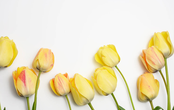 sárga tulipán fehér háttér, ünnepi háttér, felső nézet - Fotó, kép