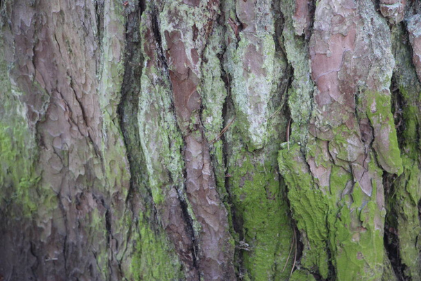 Green moss on a tree bark, Natural moss texture background. - Photo, Image