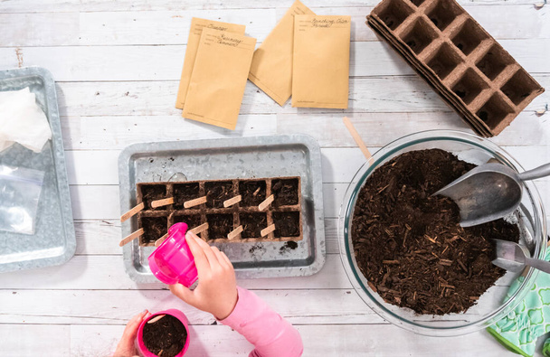 Flat lay. Planting seeds into peat moss pots to start an indoor vegetable garden. - Photo, Image