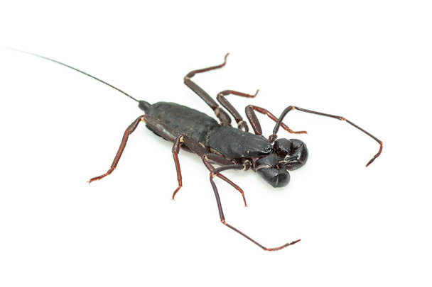 Image du scorpion fouet isolé sur fond blanc. Un animal. Insectes. - Photo, image