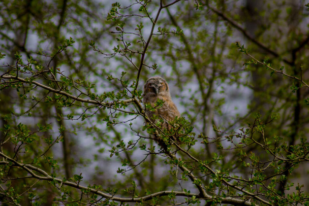 Owl in the beautiful Park in Altenstein near Bad Liebenstein - Thuringia - Germany - Photo, Image