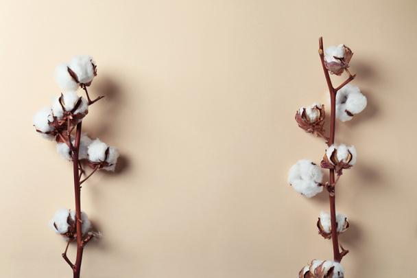 Branches de plantes de coton sur fond beige, espace pour le texte - Photo, image