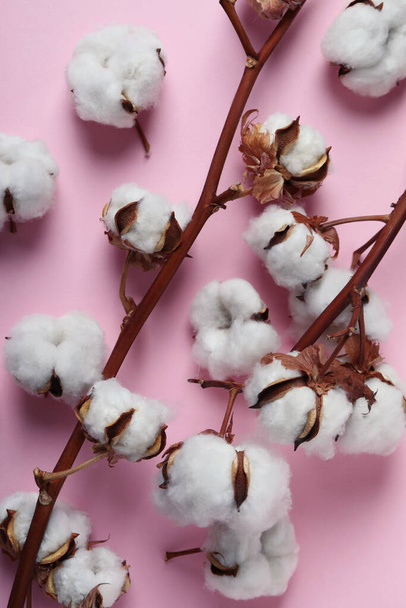 Cotton plant branches on pink background, top view - Fotografie, Obrázek