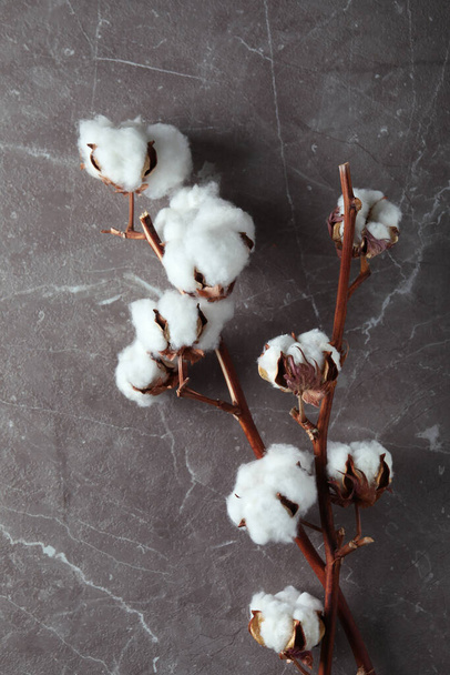 Ramas de plantas de algodón sobre fondo texturizado gris - Foto, imagen