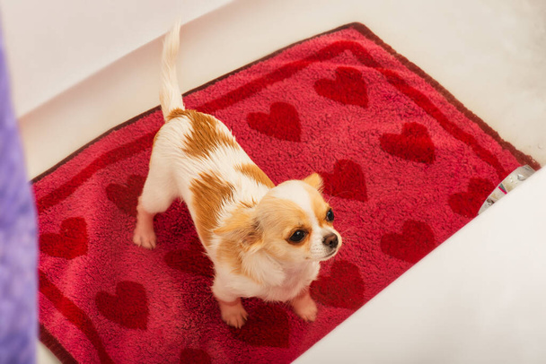 Un petit chien chihuahua est lavé dans une baignoire blanche sous une douche. Chihuahua chiot est baigné. chien - Photo, image