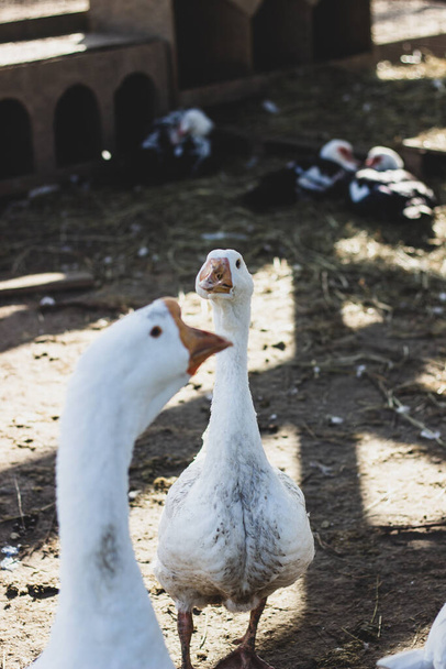White geese on the farm - Photo, Image