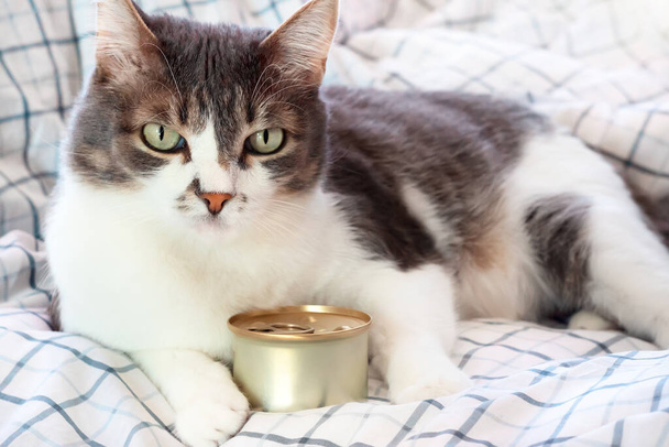Um belo gato cinza está deitado em um cobertor com uma lata de comida enlatada. Anúncios de comida de gato com espaço de cópia. - Foto, Imagem