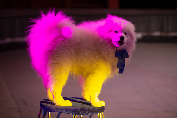Samojed cirkusový pes v pestrobarevných světlech. Cirkusový pes. - Fotografie, Obrázek