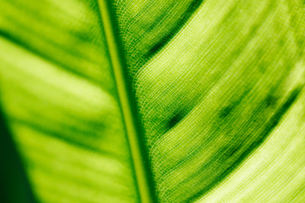 Leaf green macro image background - Foto, Bild