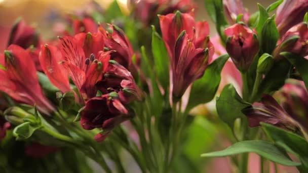Boeket rode bloemen Alstroemeria. Een close-up. Selectieve focus - Video