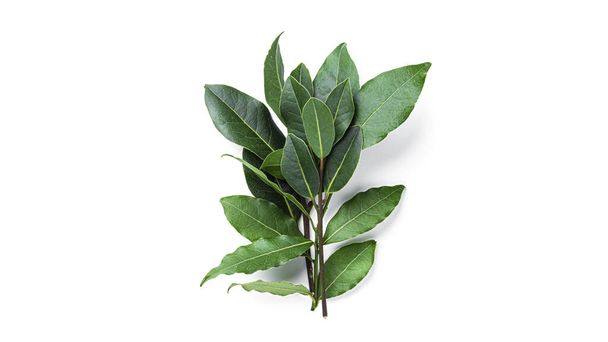 Fresh green bay leaves isolated on a white background. Laurel wreath. - Photo, Image