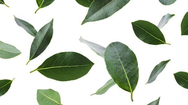Flying fresh green bay leaves isolated on a white background. Laurel wreath. - Fotó, kép