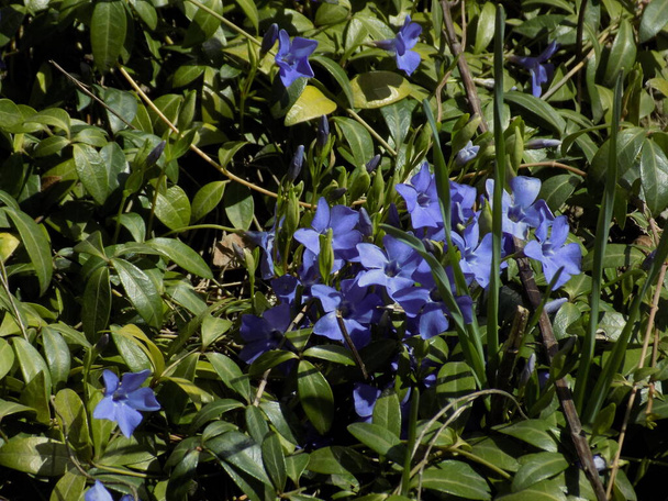 Pervenche (Vinca) - genre de plantes à fleurs de la famille des pervenches ou cornouillers (Apocynaceae)) - Photo, image