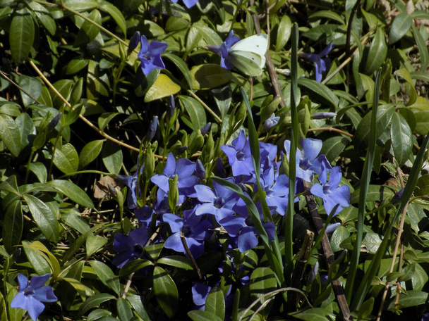Periwinkle (Vinca) - rod kvetoucích rostlin z čeledi okvětních (Apocynaceae)) - Fotografie, Obrázek