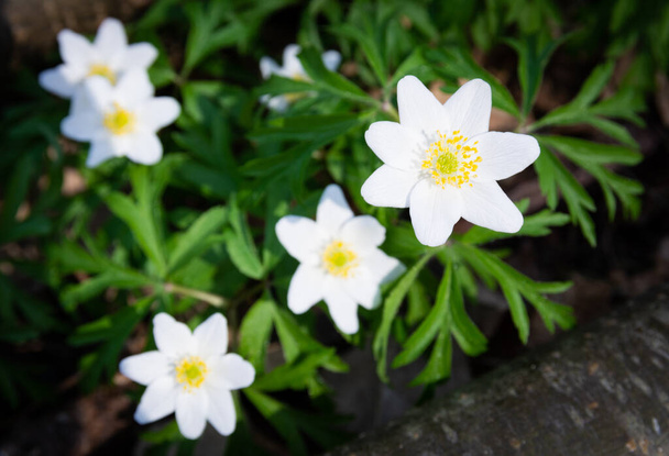 fehér anemone virágok az erdőben tavasszal. - Fotó, kép