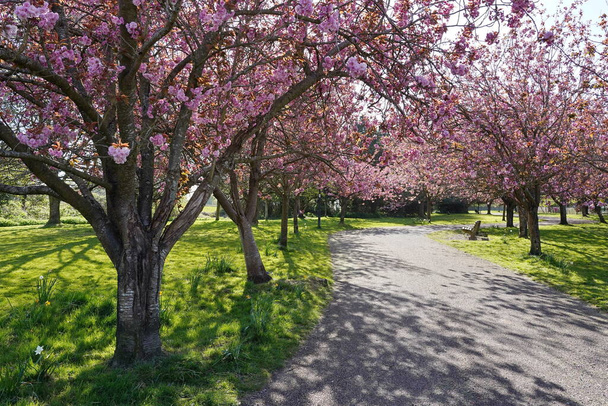 Живописный вид на вишневую тропу через ландшафтный сад - Фото, изображение