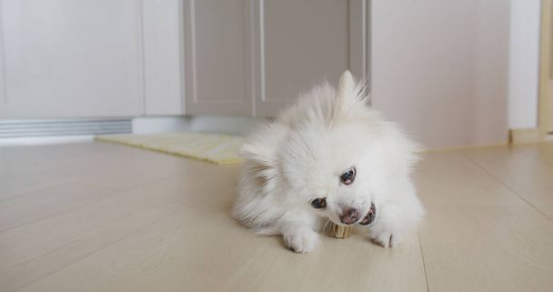 Pomeranian koira pureskelu hoitoon puhtaat hampaat ja terveet ikenet - Valokuva, kuva